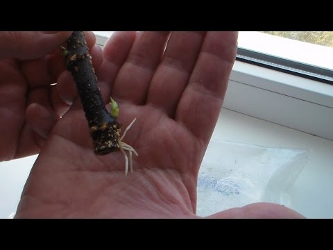 Видео: Ч 2 Окоренение инжира Способ 2, Результат