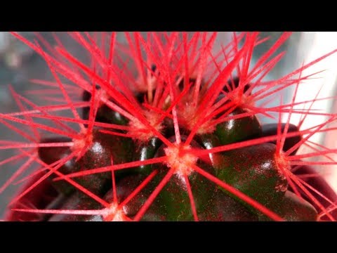 Видео: Осторожно кактус с красными иголками Проводим расследование
