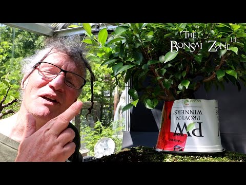 Видео: Фикус микрокарпа, результаты эксперимента с воздушными корнями, The Bonsai Zone, июль 2024 г.