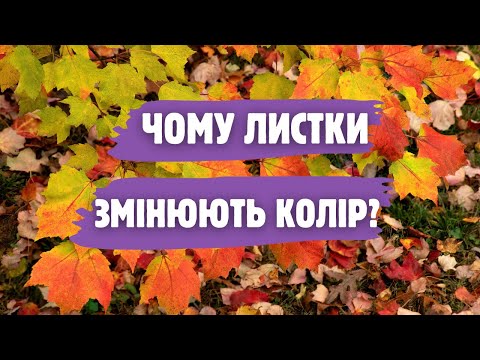 Видео: Як рослини готуються до зими? Все не так просто, як здається на перший погляд.