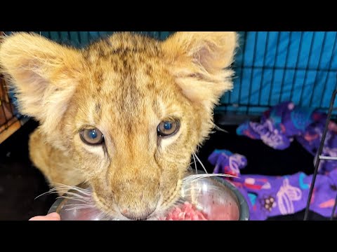 Видео: Новый львёнок сегодня ВПЕРВЫЕ ВЫЙДЕТ ИЗ КЛЕТКИ! Лапке лучше! У нас новый этап реабилитации 🙏🏽♥️♥️