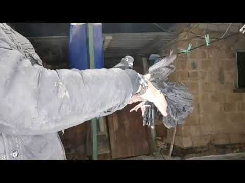 Видео: Голуби мои чёрные павлины)))
