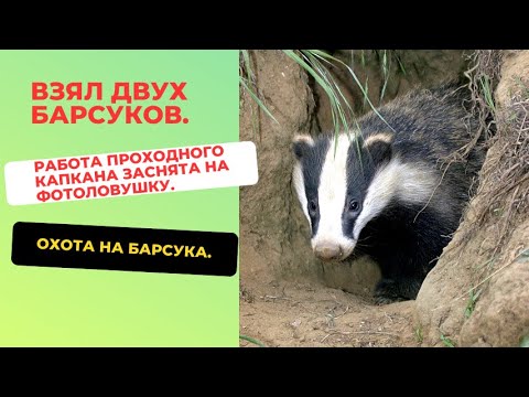Видео: Охота на барсука  Взял двух барсуков  Работа проходного капкана