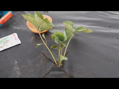 Видео: Поэтапная посадка маточника клубники 2020