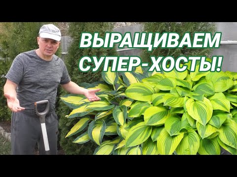 Видео: Хосты в саду для начинающих! Секрет лёгкой посадки!