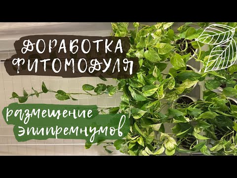 Видео: Доработка фитомодуля | Размещение эпипремнумов