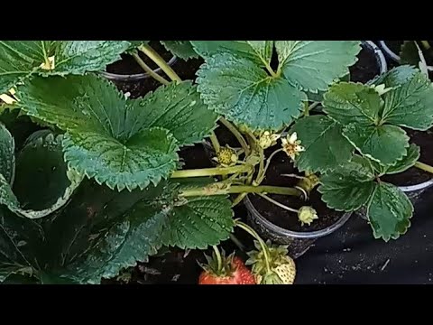 Видео: На які Ремонтантні сорти 🍓 полуниці 🍓ставлю стакани .