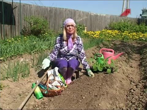 Видео: Лучки Пучки.  Серия 185.  Высадка рассады огурцов в открытый грунт.