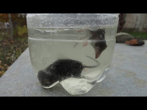 Видео: Мыши так ловятся толпами, еще и разных видов. Какой вид выберет кошка?