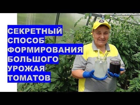 Видео: Секретный способ ухода за томатами для большого урожая!