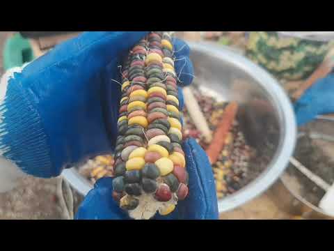 Видео: Как быстро лущить кукурузу из початков в домашних условиях на примере Цветной Ацтекской КУКУРУЗЫ!