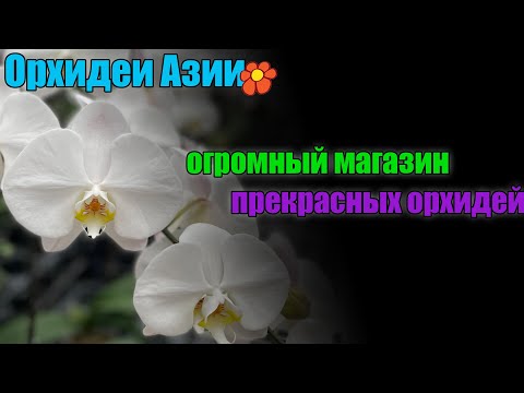 Видео: Супермаркет орхидей