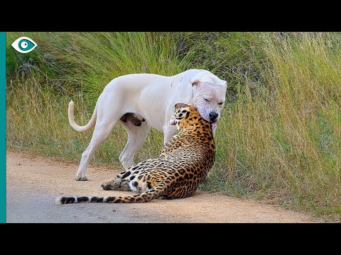 Видео: Этот леопард бросил вызов не той собаке… и быстро пожалел об этом!