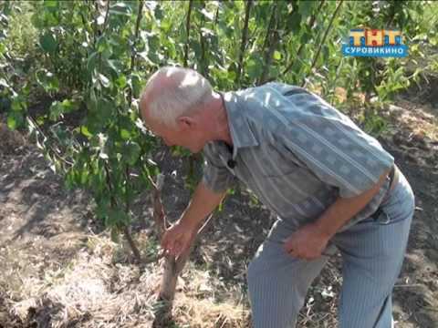 Видео: Как сделать дерево сад