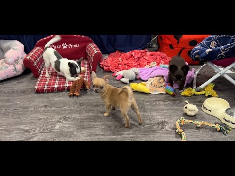Видео: ЧИХУАХУА. Обзор щенков чихуахуа из питомника в Подмосковье с доставкой в Москву