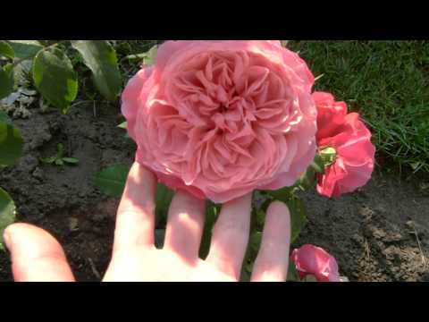 Видео: Утреннее цветение роз,лето 2020 года.(1 часть).