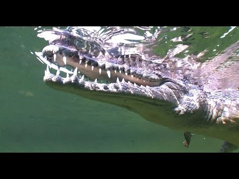 Видео: ТАРПОН. КУБА. РЫБОЛОВНЫЕ ПУТЕШЕСТВИЯ. © Cuba. Fishing travel. Tarpon.