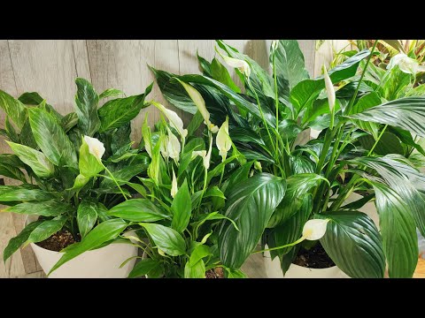 Видео: МАЛО КТО ЗНАЕТ что ТОЛЬКО ТАКИМ СПОСОБОМ СПАТИФИЛЛУМ ЗАЦВЕТЕТ