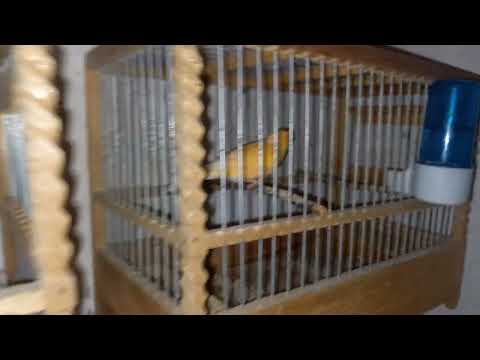 Видео: Канарейки 20.10.2025г.