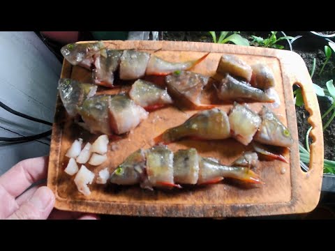 Видео: Выращивание осетров. Окуни как корм. Осётр ЛенКа, чем кормить в домашних условиях