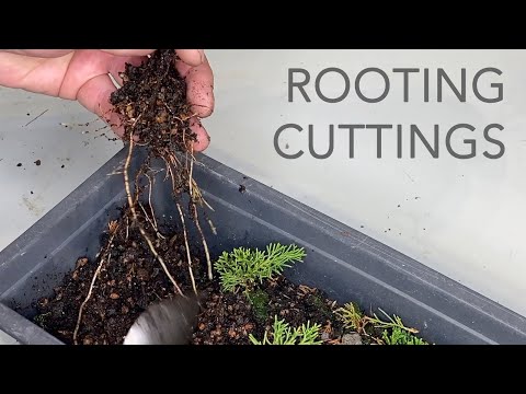 Видео: Успешное размножение растений и бонсай черенками. Можжевельник, Итоигава, вяз, кизильник и др