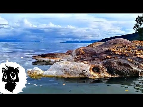 Видео: 5 ТАИНСТВЕННЫХ СУЩЕСТВ СНЯТЫХ НА КАМЕРУ [Черный кот]