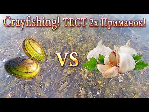 Видео: Раки! Тест 2х Приманок: Перловица-Беззубка против Чеснока!