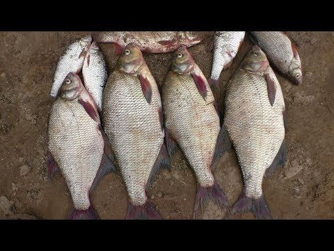 Видео: Ловля леща на кольцо на Волге. И СНОВА СЕНТЯБРЬСКИЙ КРУПНЫЙ ЛЕЩ. Сентябрь 2017