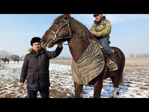 Видео: БАРОНДОЙ ЭЛЕ ТУРУ БАР, ЭКИ МИЛЛИОНГО БААЛАНГАН "РАКШ" / Тулпар KG