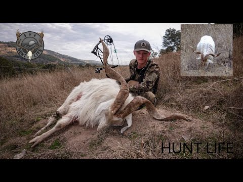 Видео: Охота с луком на козлов.