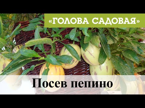 Видео: Голова садовая - Посев пепино