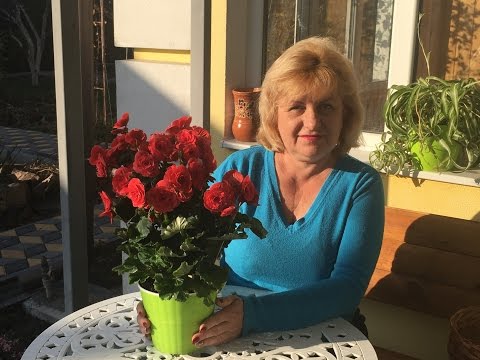 Видео: БЕГОНИЯ ЦВЕТУЩАЯ КОМНАТНАЯ - ВЫРАЩИВАНИЕ