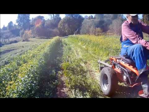 Видео: Запахивание горчицы 2023