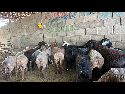 Видео: Сооды кызыды