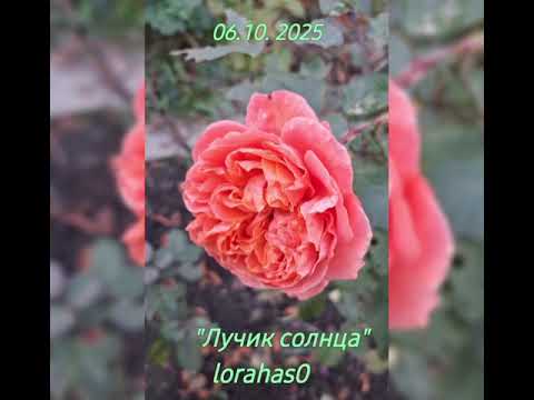 Видео: Авторская песня " Лучик солнца