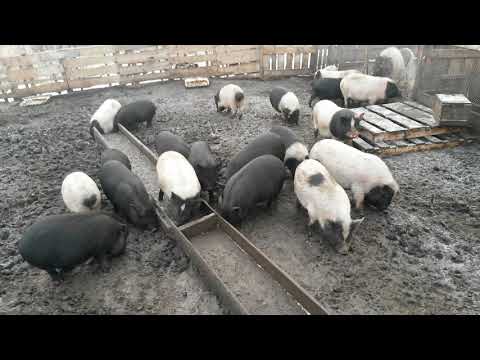 Видео: ✔ВЬЕТНАМСКИЕ СВИНЬИ. СЕКРЕТЫ ВЫРАЩИВАНИЯ #7.