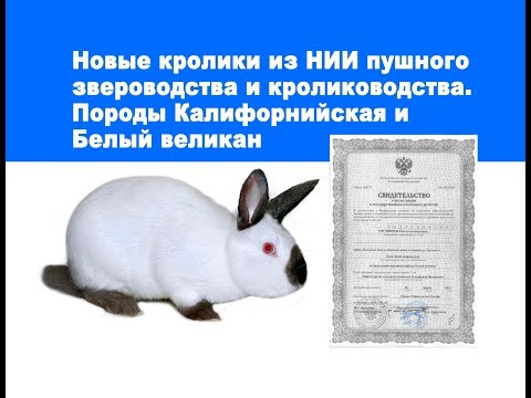 Видео: Породы Калифорнийская и Белый великан. Новые кролики из НИИ пушного звероводства и кролиководства.