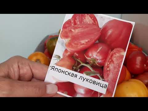 Видео: 31 октября, томат поразивший меня в сезоне 2026г