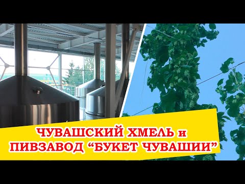 Видео: Чувашхмельпром, хмельники и пивзавод Букет Чувашии