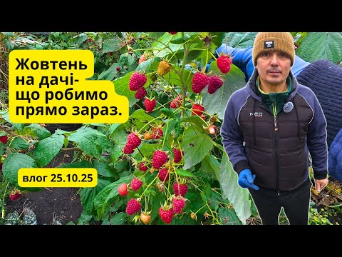 Видео: Жовтневі справи на дачі-  часник, малина, грядки та інше. Осіння прогулянка.