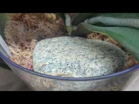 Видео: Что стало со взрослыми орхидеями, пересаженными в мох