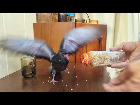 Видео: Кормление птенца голубя  из бутылочки - запаренное зерно - бутылочка + соска из шарика = здоровье!