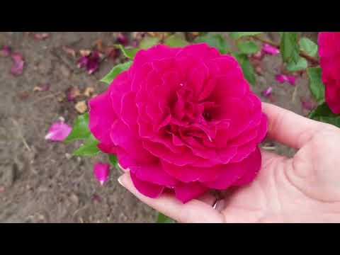 Видео: Розы  Кордес  2023 часть 1.