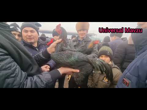 Видео: Дакан Хуроз Нархлари  2025 Dakan Xo‘roz Narxlari  #2025 #dakan #xoroz #narxlari #dakanjangi #2025