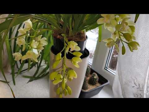 Видео: Мои Цимбидиумы. Как это было. Снимала несколько недель.