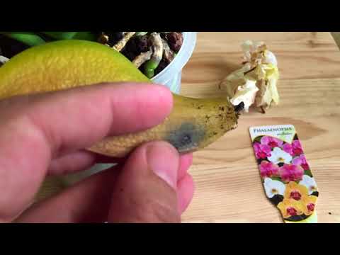 Видео: СЕКРЕТ уцененной ОРХИДЕИ это КЛАД за 149 рублей