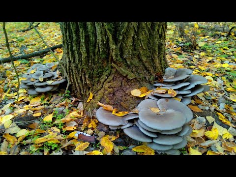 Видео: Сбор грибов - гриб ВЕШЕНКА