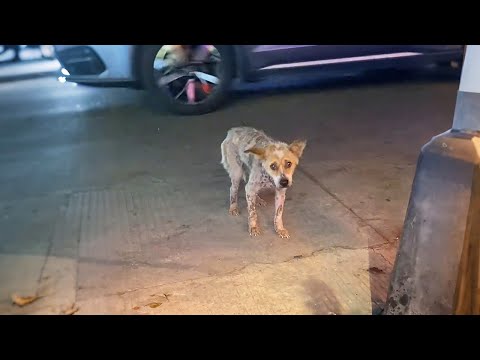 Видео: Самый печальный взгляд, который я видел… Я изменил его за 17 дней
