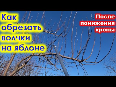 Видео: КАК правильно ОБРЕЗАТЬ ВОЛЧКИ на ЯБЛОНЕ.