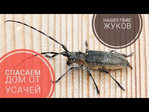 Видео: Как избавиться от короедов, древоточцев, усачей. Фумигация. Магтоксин